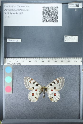 Media type: image;   Entomology 152375
